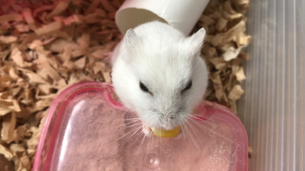 ハム公（仮名）観察日記44：コーン🌽大好き❤️
