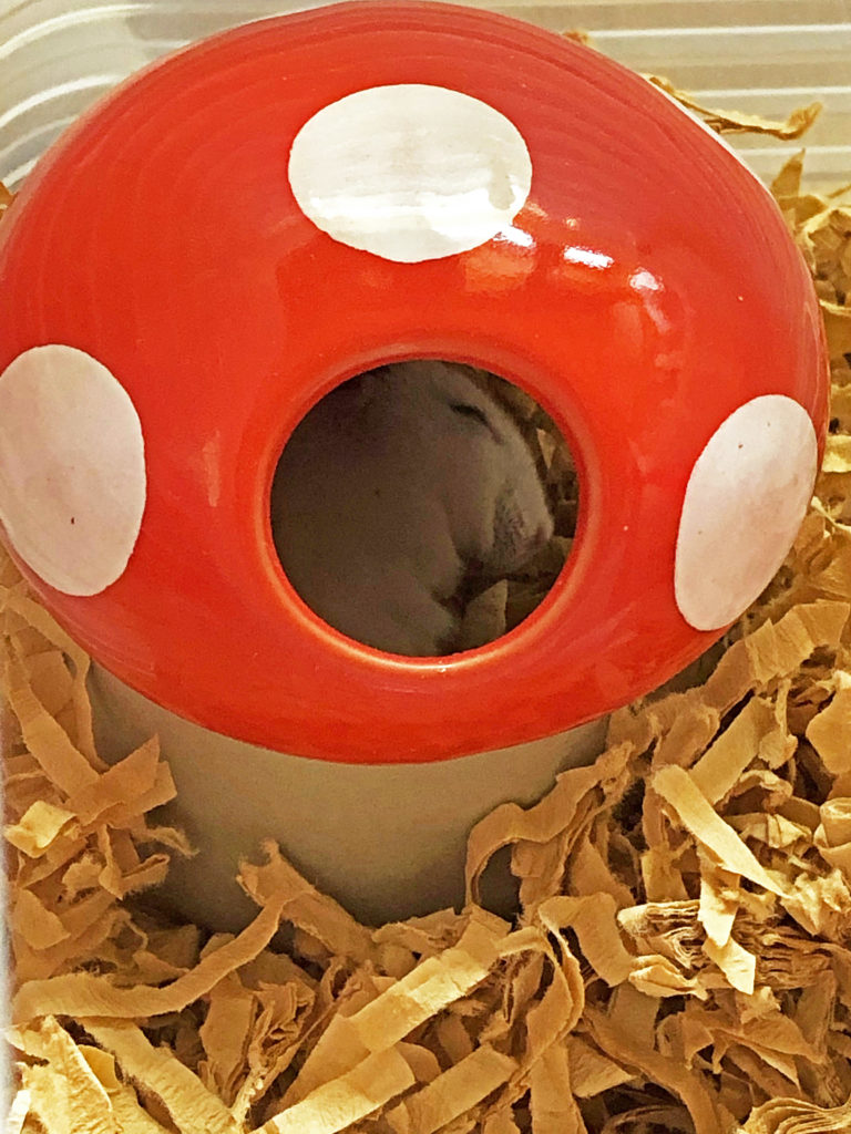 ハム公（仮名）観察日記66：キノコ🍄のおうちで寝る様になった！