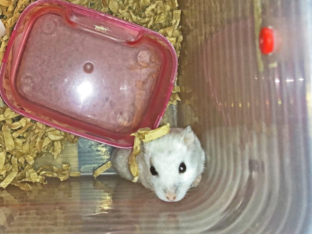ハム公（仮名）観察日記65：夜遊びするハム公🐹（仮名）