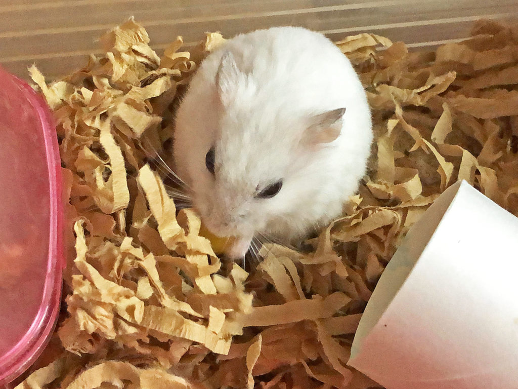ハム公（仮名）観察日記69：ハム公🐹(仮名)コーン🌽を食べる