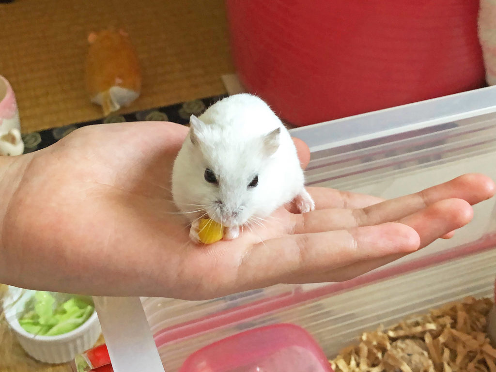 ハム公（仮名）観察日記71：ハム公🐹(仮名)次女の手に乗る