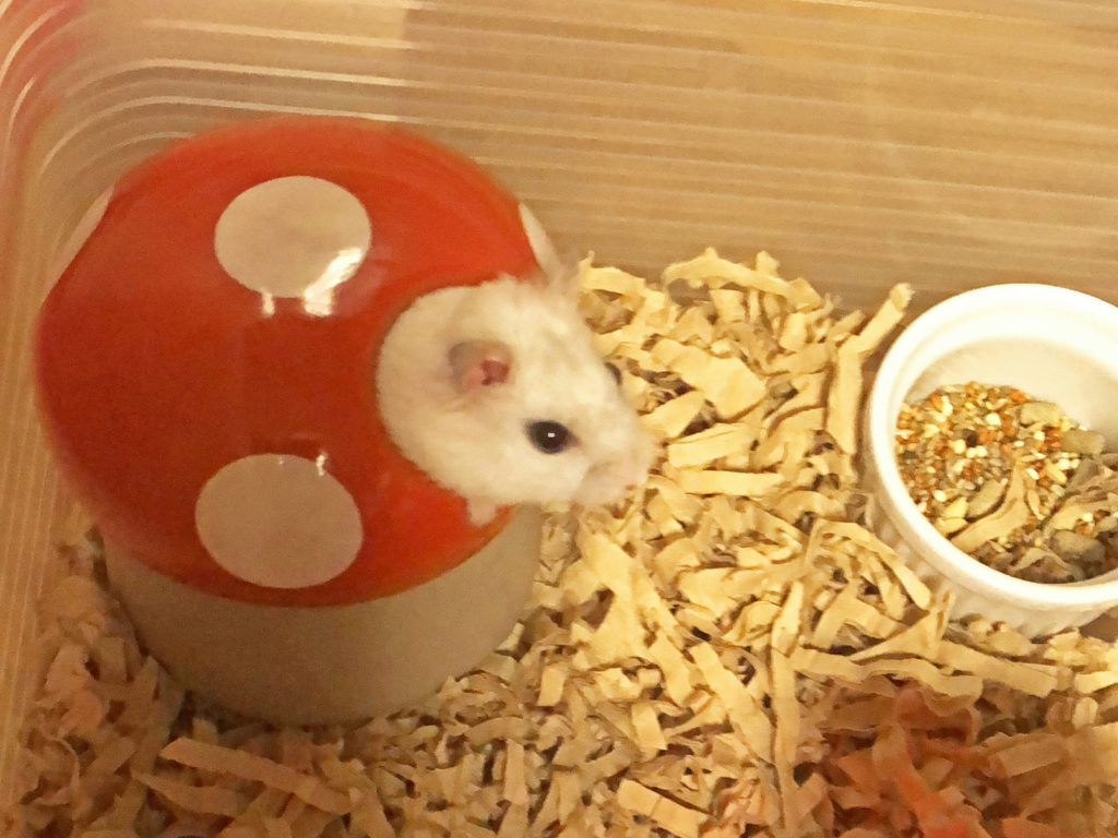 ハム公（仮名）観察日記61：ハム公（仮名）🐹キノコ🍄のおうちに入った‼️