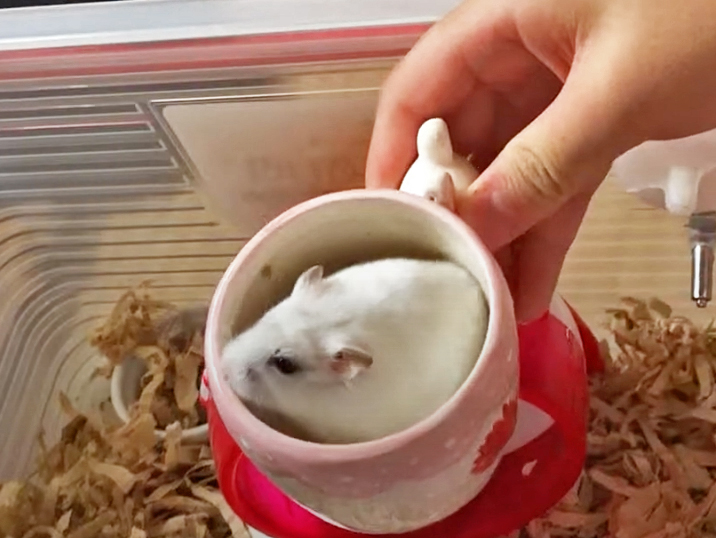 ハム公（仮名）観察日記57：ハム公（仮名）🐹カップイン☕️