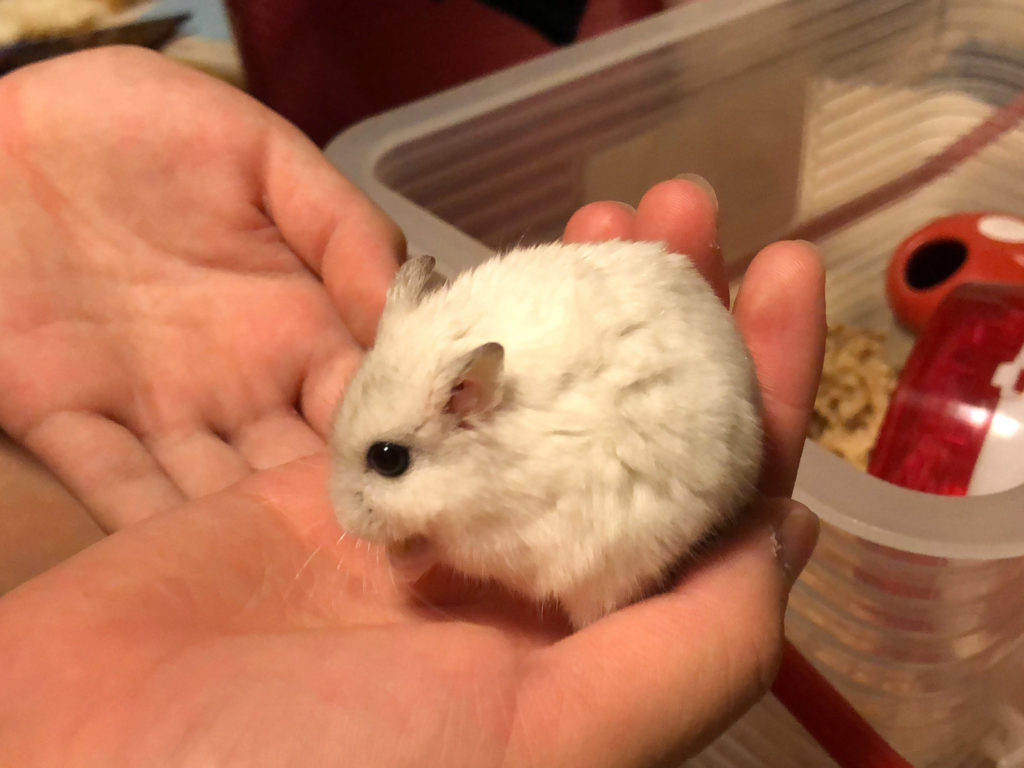 ハム公（仮名）観察日記74：2人でハム公🐹（仮名）にコーン🌽をあげる