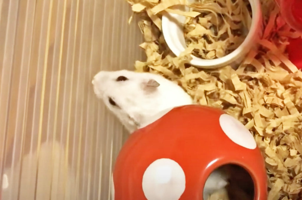 ハム公（仮名）観察日記72：今日も元気一杯なハム公🐹（仮名）
