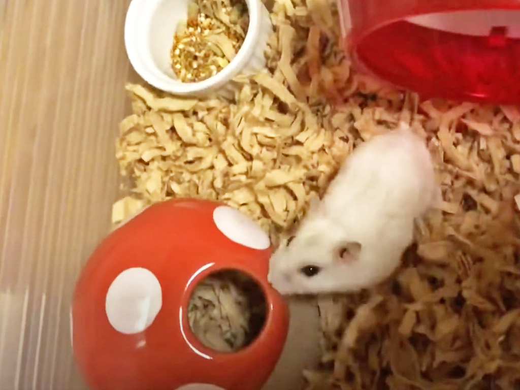 ハム公（仮名）観察日記60：ハム公（仮名）🐹キノコ🍄のおうち