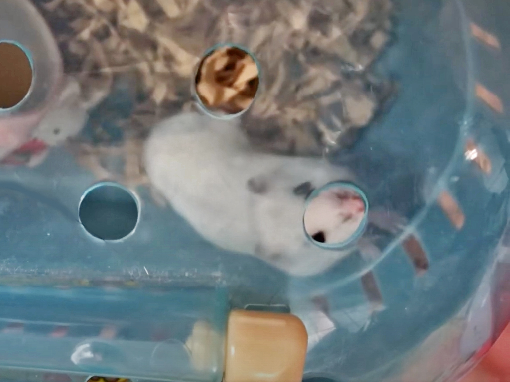 ハム公（仮名）観察日記58：ハム公（仮名）🐹ケージ掃除🧹でペットキャリー
