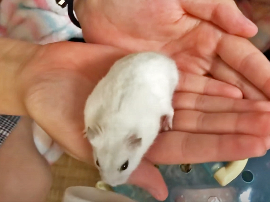 ハム公（仮名）観察日記59：ハム公（仮名）🐹ケージ掃除🧹終了でケージに戻る