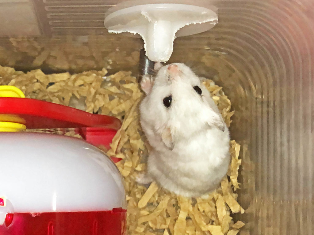 ハム公（仮名）観察日記85：今日のハム公🐹（仮名）2020年8月11日