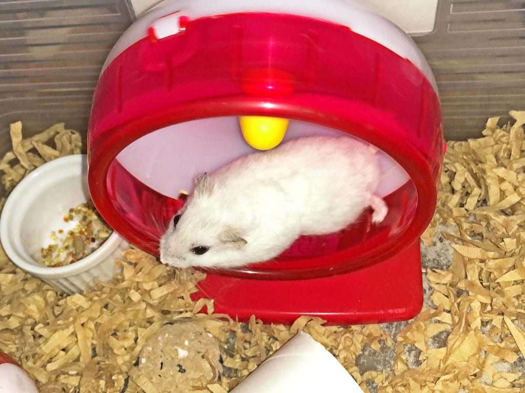 ハム公（仮名）観察日記89：今日も元気に大暴れのハム公🐹（仮名）