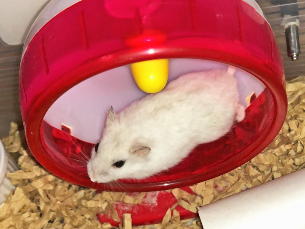 ハム公（仮名）観察日記90：今日のハム公🐹（仮名）2020年8月16日