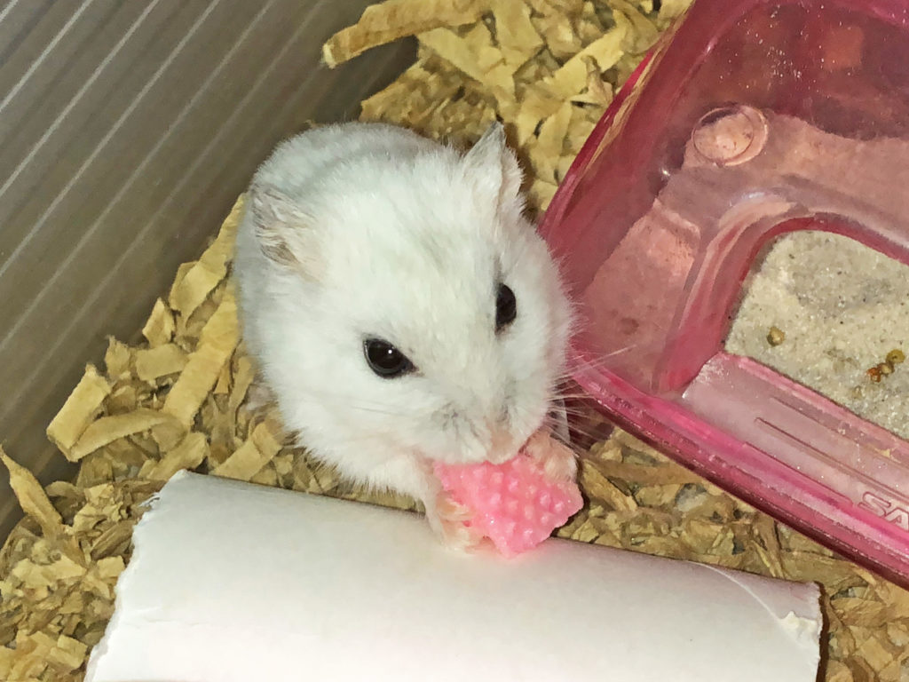 ハム公（仮名）観察日記91：イチゴ🍓ウェハース💓