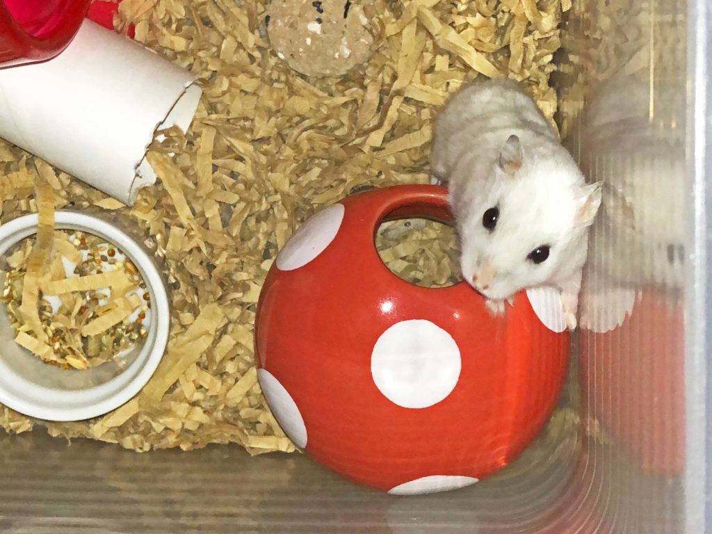 ハム公（仮名）観察日記92：今日のハム公🐹（仮名）2020/08/17