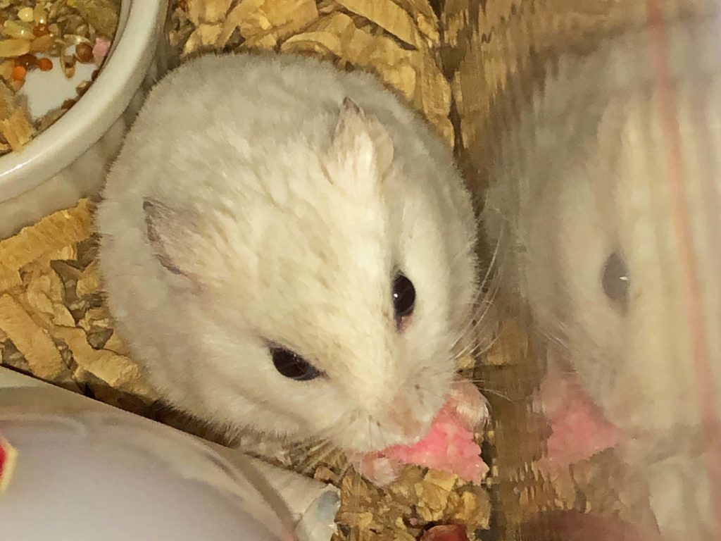 ハム公（仮名）観察日記93：何か🎁期待してる？🐹