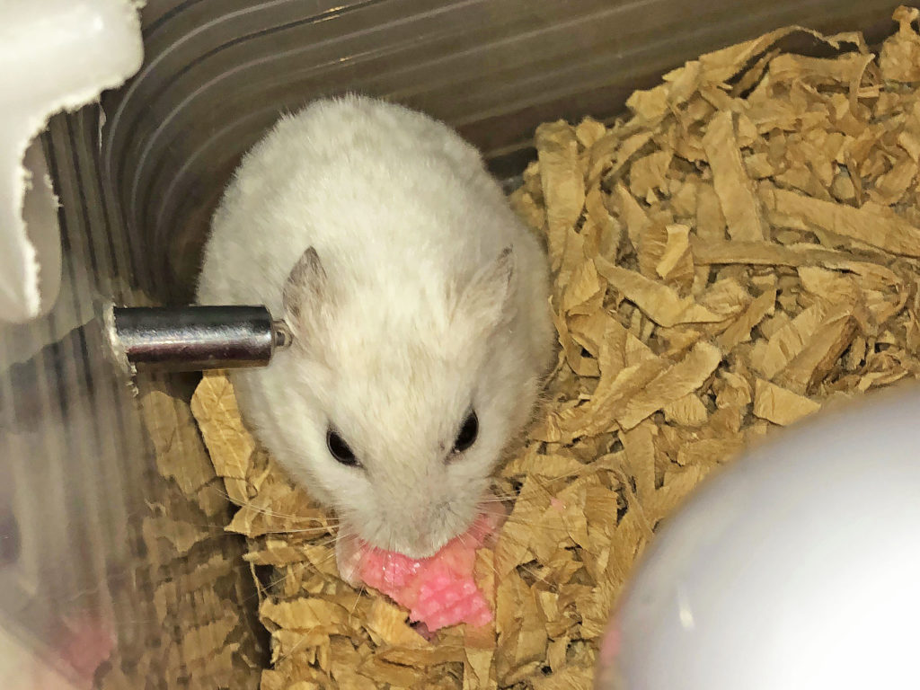 ハム公（仮名）観察日記95：またまたイチゴ🍓ウェハース💓