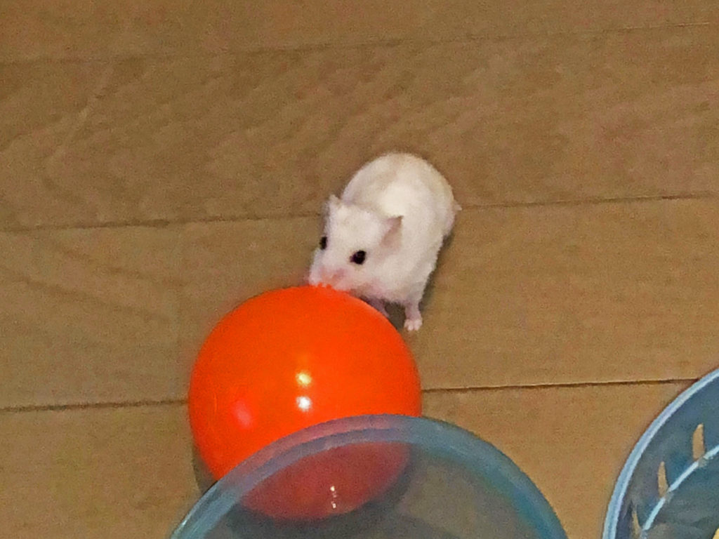 ハム公（仮名）観察日記96：ハム公🐹（仮名）初めてのお散歩