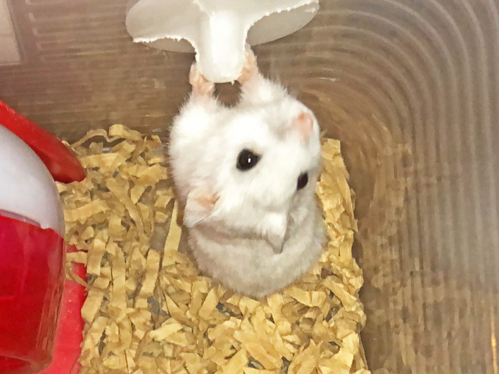 ハム公（仮名）観察日記102：今日のハム公🐹（仮名）2020/08/28
