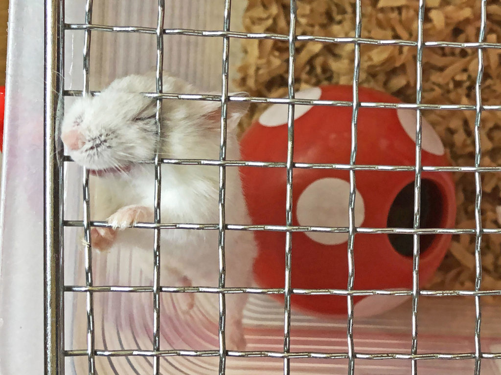 ハム公（仮名）観察日記107：ハム公🐹（仮名）金網って、おいしいの？