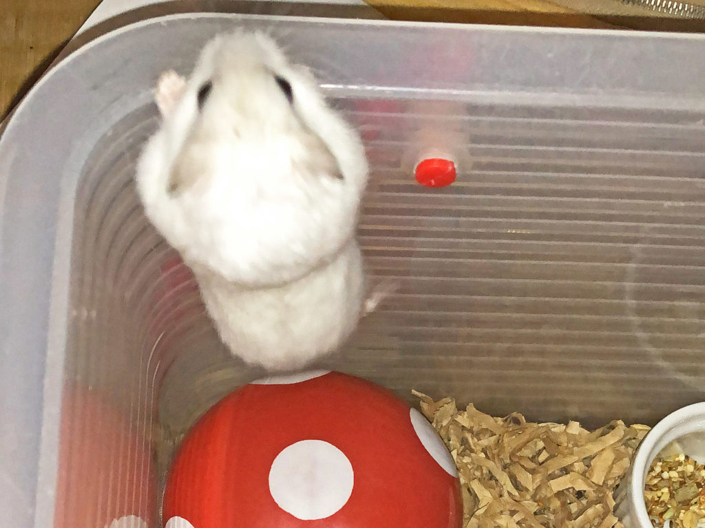 ハム公（仮名）観察日記108：ハム公🐹（仮名）また脱走しそうになる