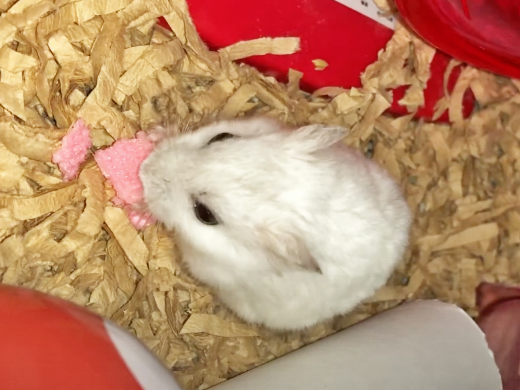 ハム公（仮名）観察日記109：ハム公🐹（仮名）きょうもおやつはイチゴ🍓ウェハース