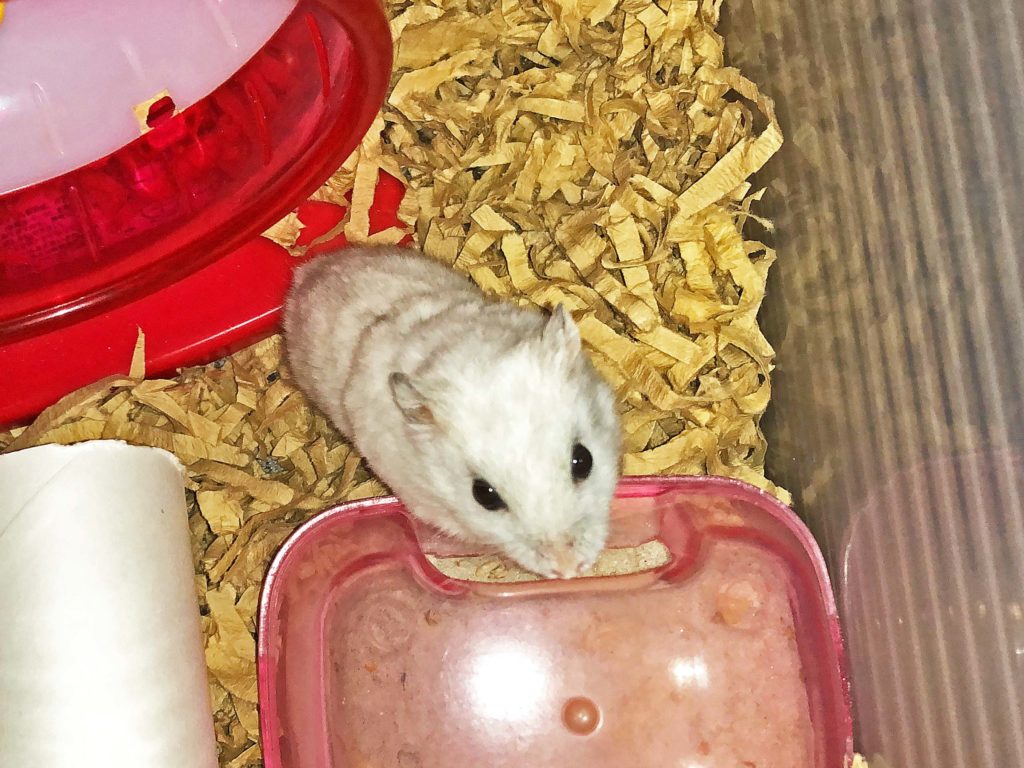 ハム公（仮名）観察日記79：今日のハム公🐹(仮名)