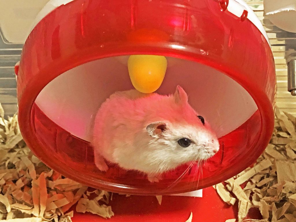 ハム公（仮名）観察日記82：今日のハム公🐹（仮名）2020年8月7日