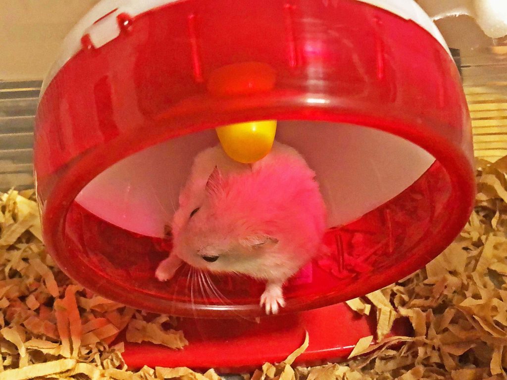 ハム公（仮名）観察日記80：ハム公🐹（仮名）入念な毛繕い