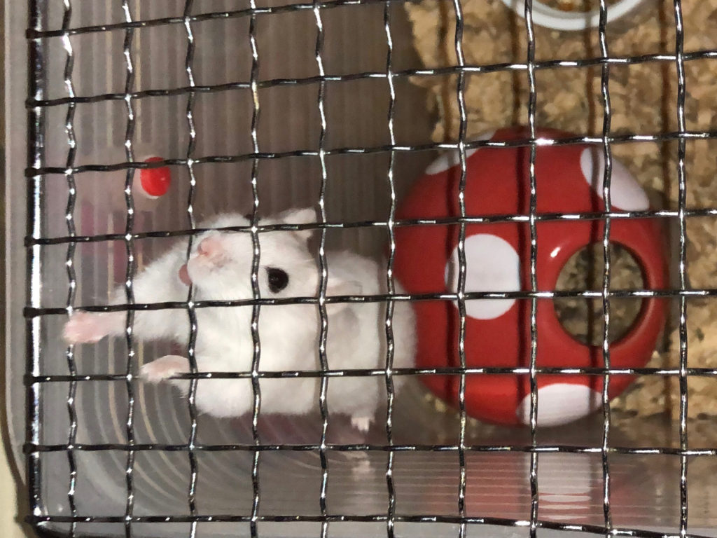 ハム公（仮名）観察日記78：ハム公🐹(仮名)夜の運動会