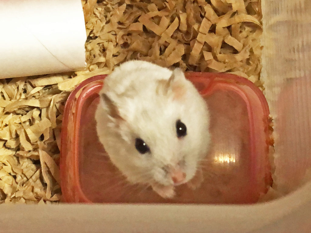 ハム公（仮名）観察日記81：今日のハム公🐹（仮名）2020年8月6日