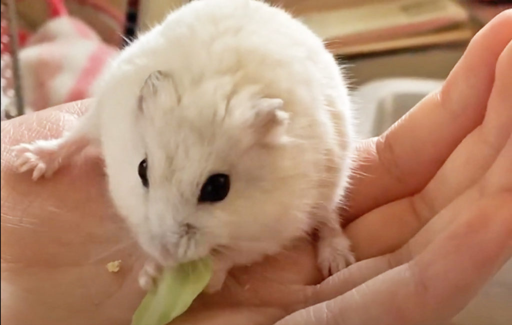 ハム公🐹（仮名）観察日記118：ハム公🐹（仮名）手乗りでキャベツ🥬とひまわり🌻のタネをもらう