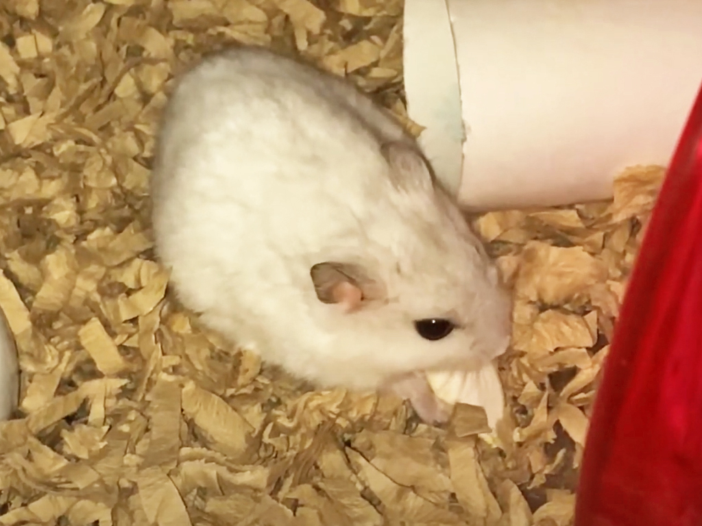 ハム公🐹（仮名）観察日記121：ハム公🐹かぼちゃ🎃のタネを一心不乱に食べる