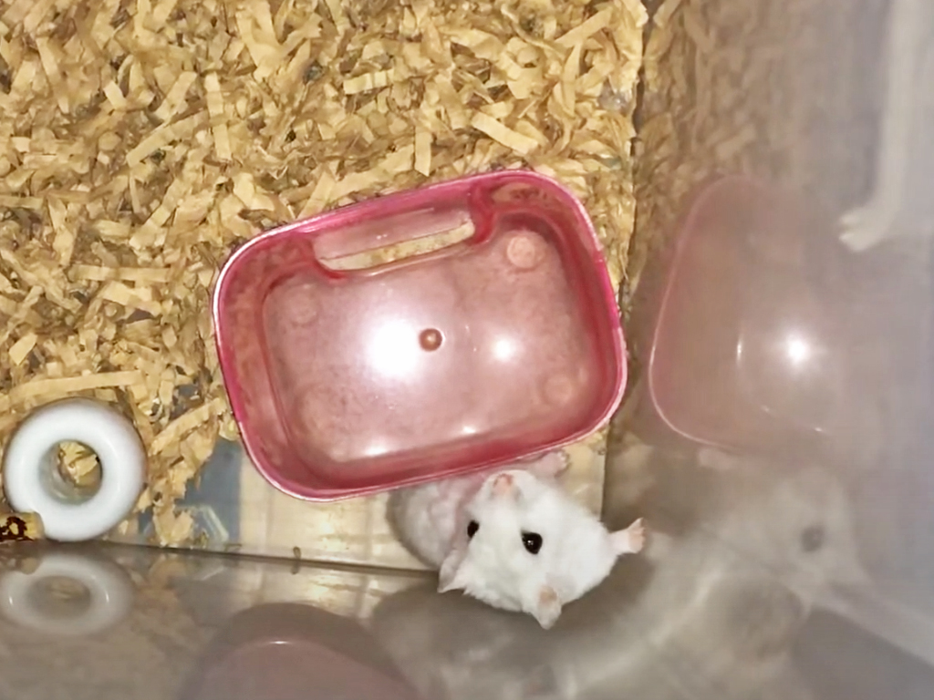ハム公🐹（仮名）観察日記122：今日のハム公🐹（仮名）2020年9月14日