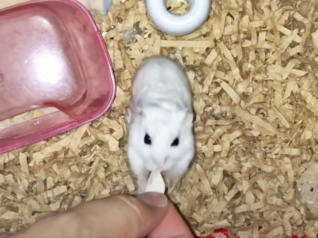 ハム公🐹（仮名）観察日記123：ハム公🐹（仮名）かぼちゃ🎃のタネを受け取る