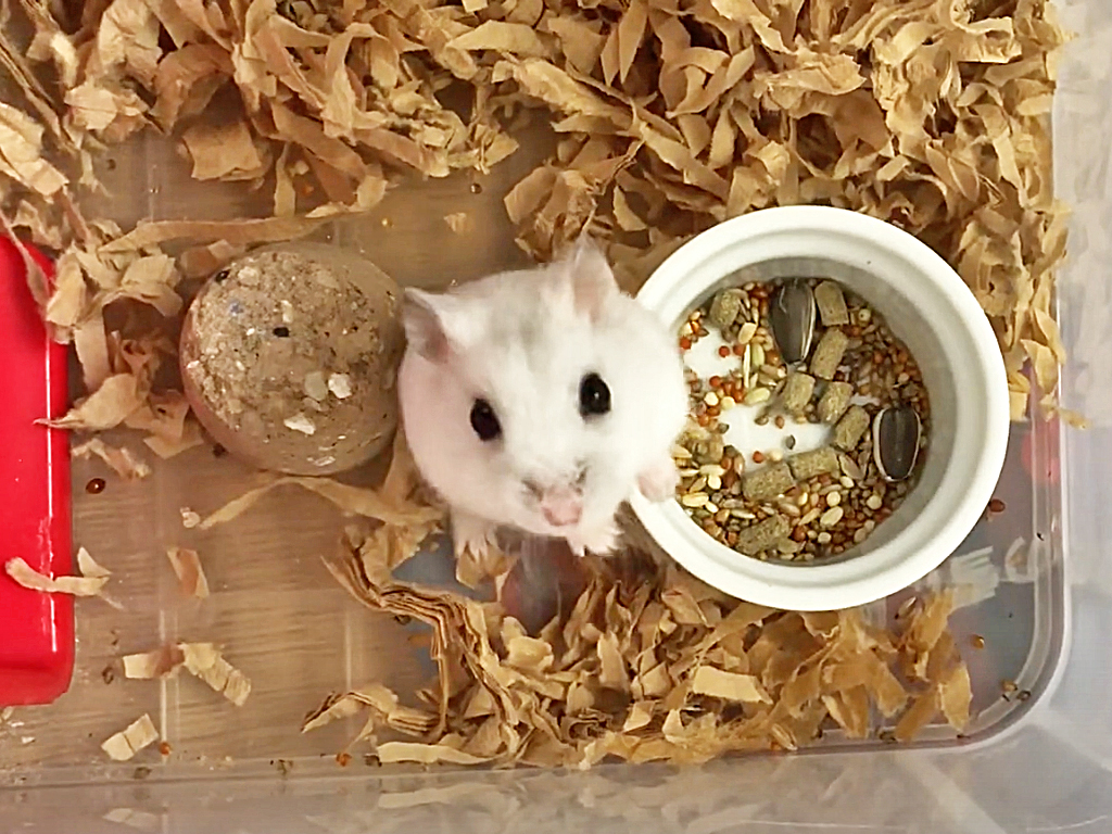 ハム公🐹（仮名）観察日記132：ヒマワリ🌻のタネで釣ったけど・・・