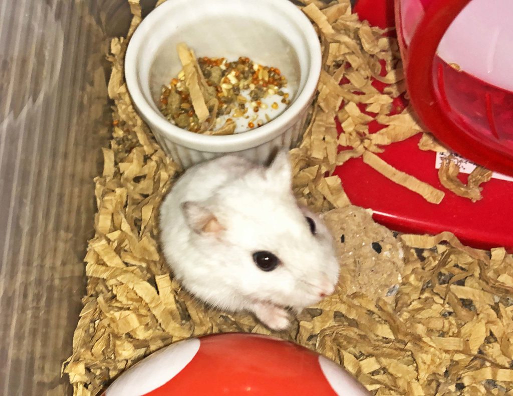 ハム公🐹（仮名）観察日記112：ハム公🐹（仮名）ドライフルーツ🥭大好き💗