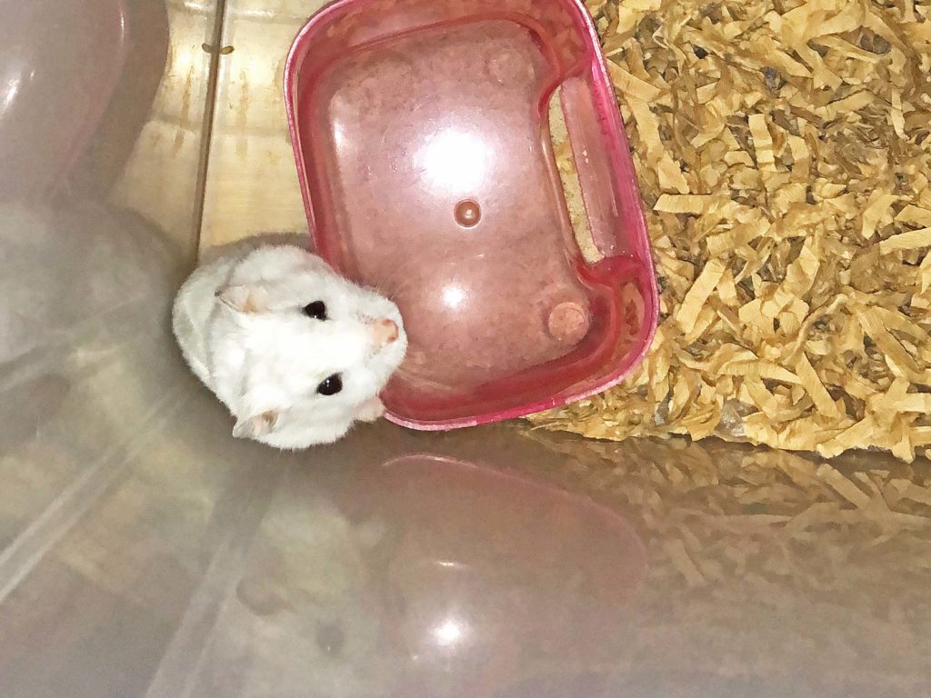 ハム公🐹（仮名）観察日記119：今日のハム公🐹（仮名）2020/09/12