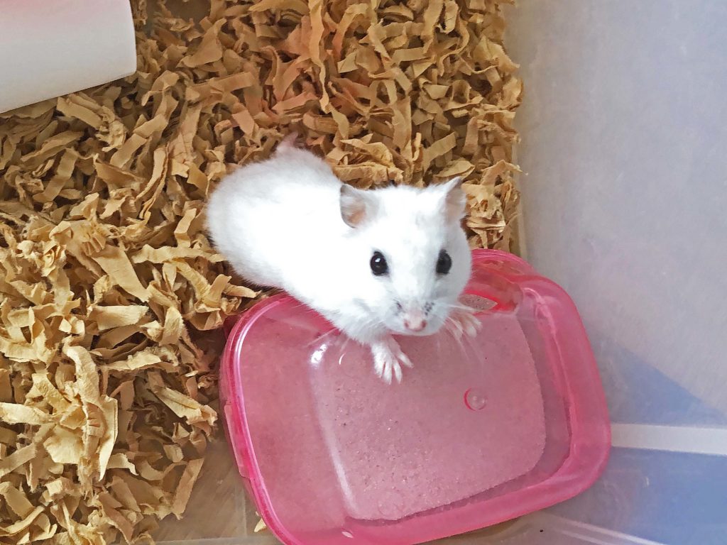 ハム公🐹（仮名）観察日記125：ハム公🐹（仮名）お砂場で砂浴び