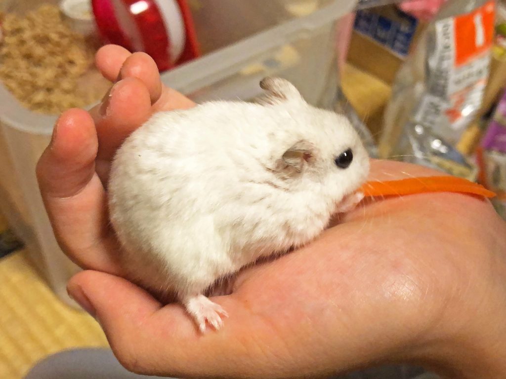 ハム公🐹（仮名）観察日記126：ハム公🐹（仮名）煮干し🐟はキライ？