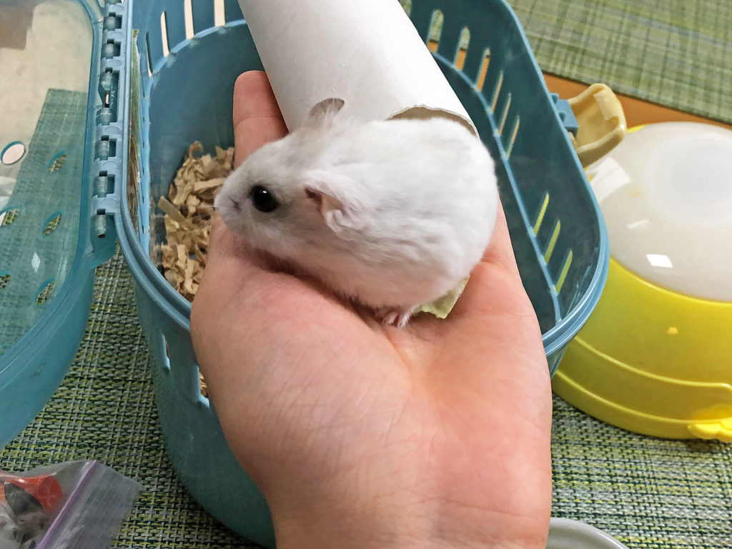 ハム公🐹（仮名）観察日記127：ハム公🐹（仮名）ケージ掃除でペットキャリーへ