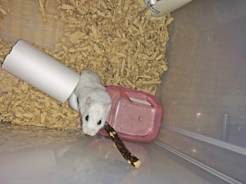 ハム公🐹（仮名）観察日記115：ハム公🐹（仮名）広くなったケージは如何？