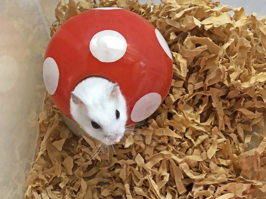 ハム公🐹（仮名）観察日記131：気付いてくれない😭