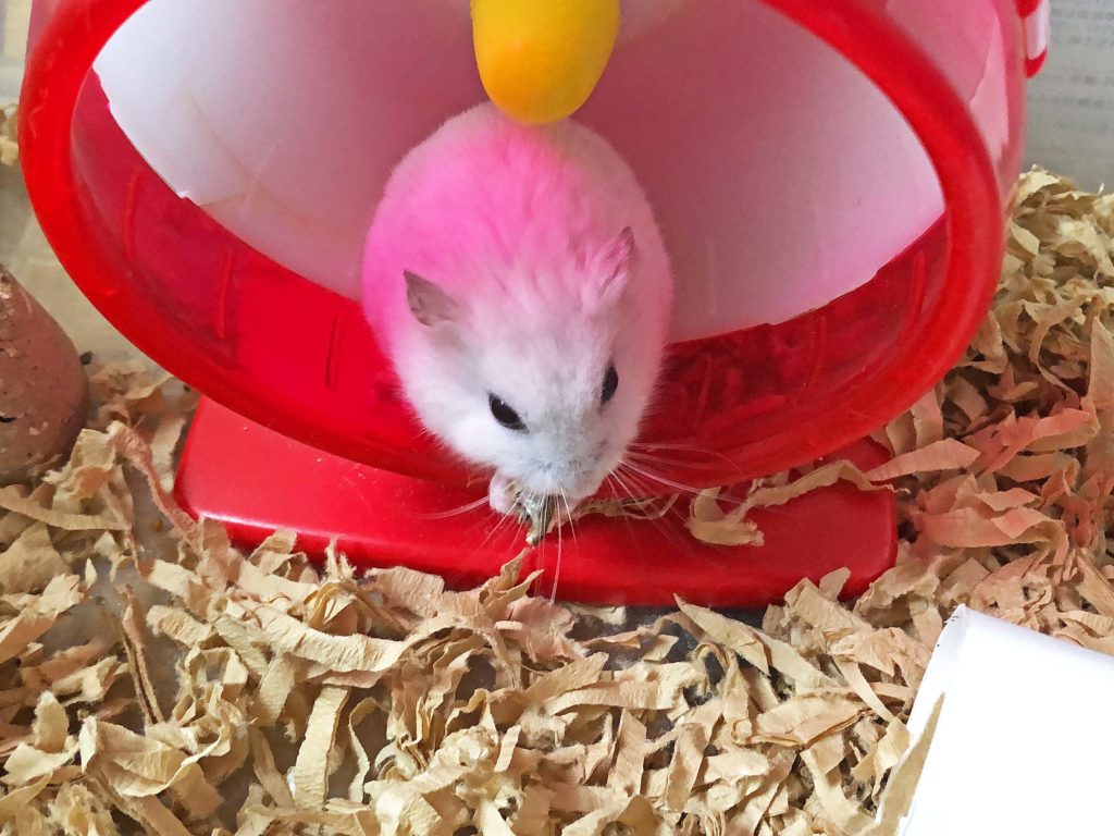 ハム公🐹（仮名）観察日記133：にぼし🐟大好き💗