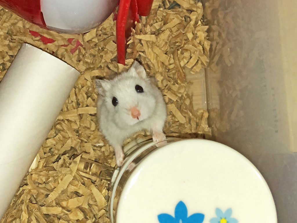 ハム公🐹（仮名）観察日記134：ハム公🐹（仮名）今日の夜遊び
