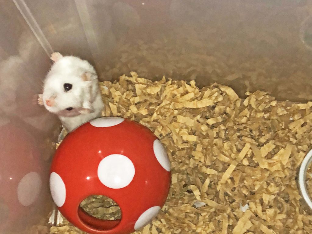 ハム公🐹（仮名）観察日記137：ハム公🐹（仮名）今日の夜遊び20200929