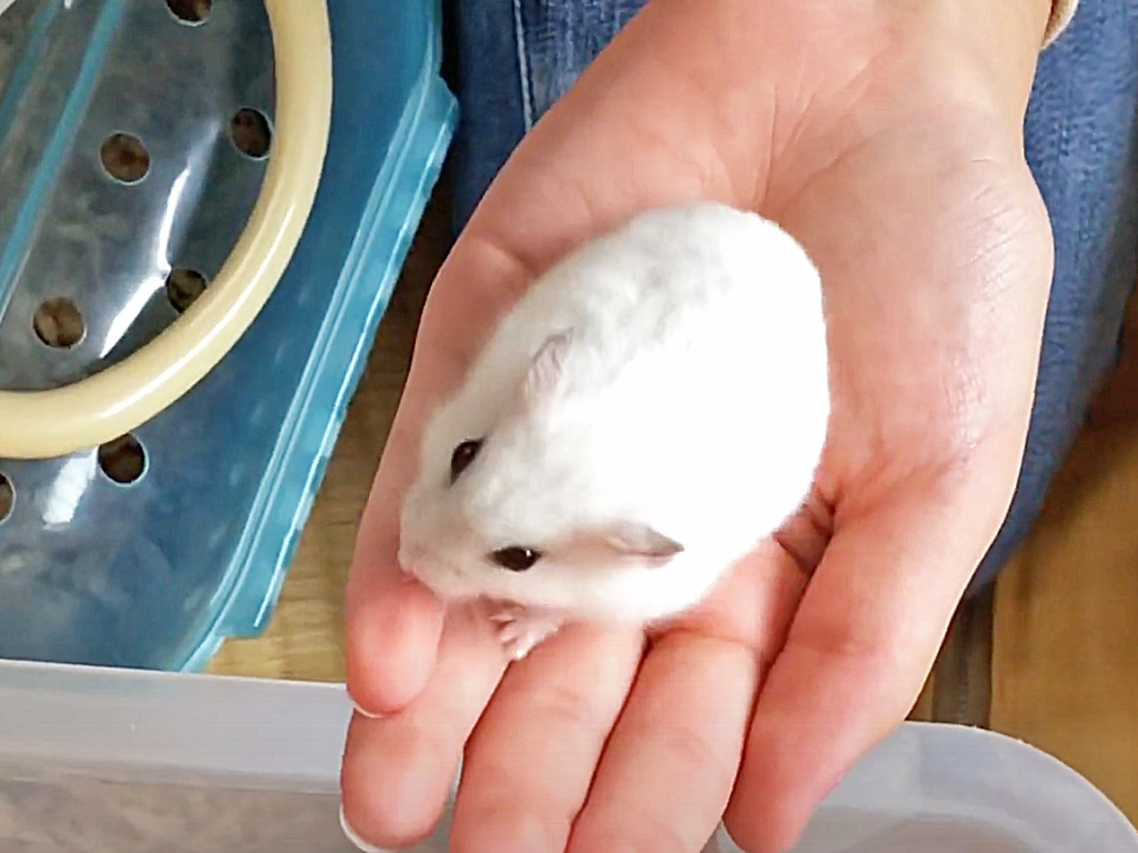 ハム公🐹（仮名）観察日記141：ハム公🐹(仮名)ケージ掃除🧹でペットキャリー