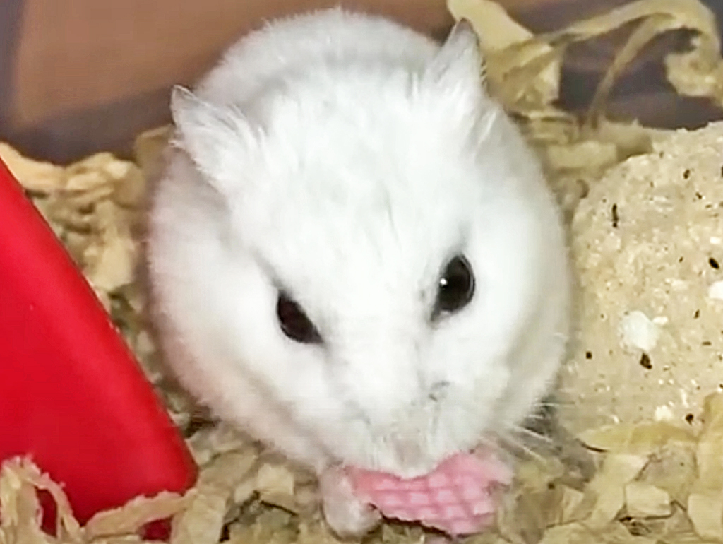 ハム公🐹（仮名）観察日記146：ハム公🐹(仮名)久しぶりのいちご🍓ウェハース