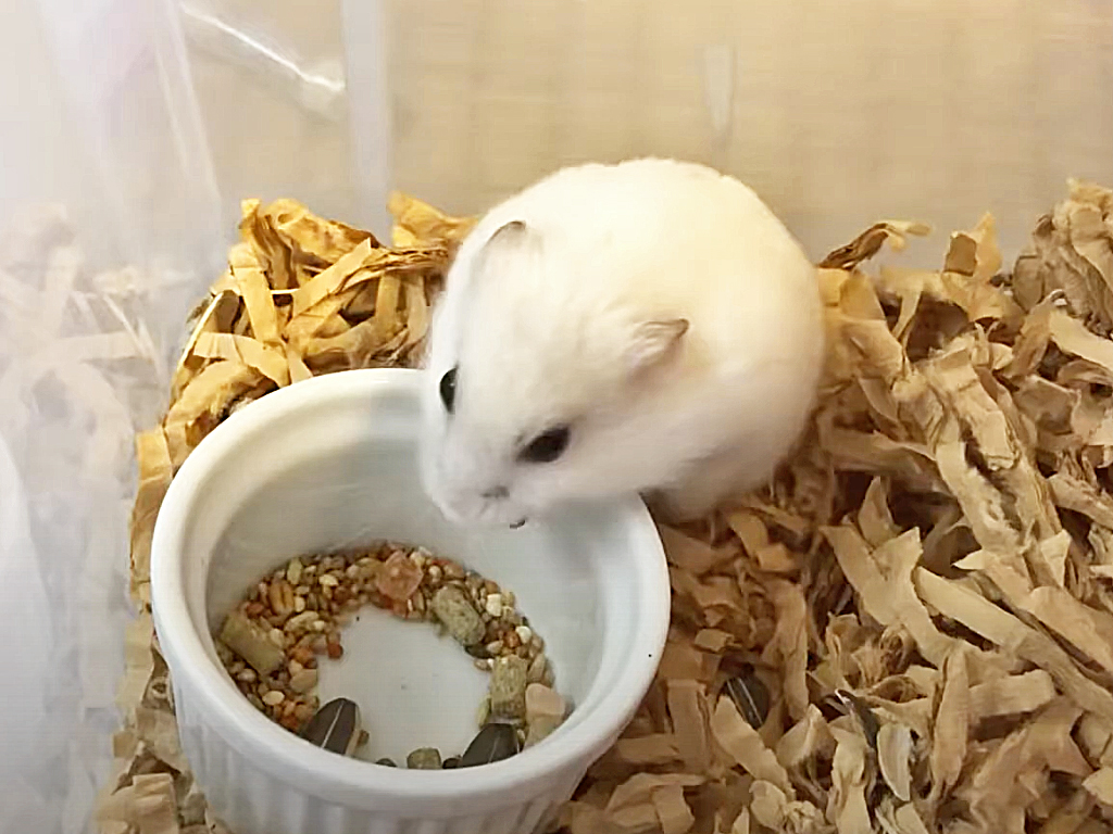 ハム公🐹（仮名）観察日記154：ハム公🐹(仮名)朝の餌やり⑤