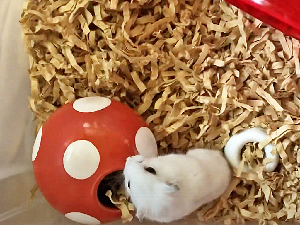 ハム公🐹（仮名）観察日記158：ハム公🐹（仮名）朝のチーズ🧀
