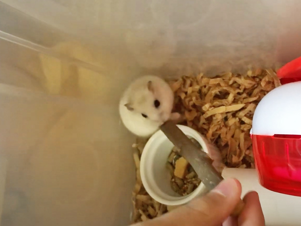 ハム公🐹（仮名）観察日記164：ハム公🐹(仮名)齧り木を新しくしてみた