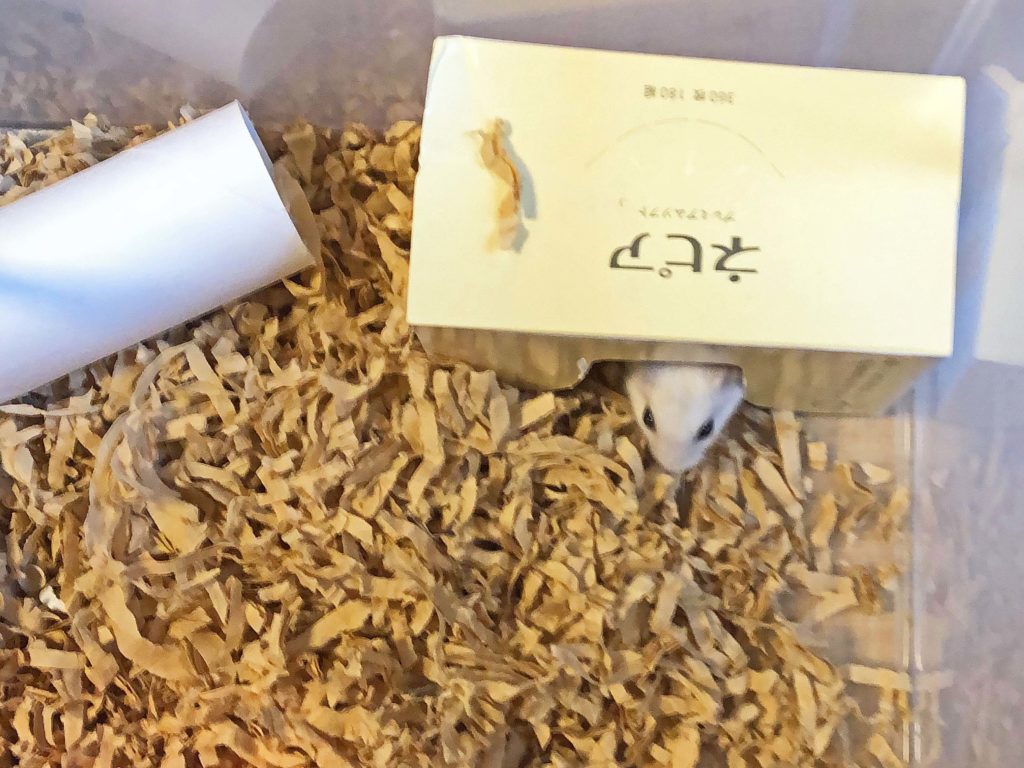 ハム公🐹（仮名）観察日記136：ハム公🐹（仮名）ケージ掃除